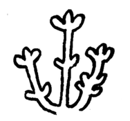 Fleur du fada